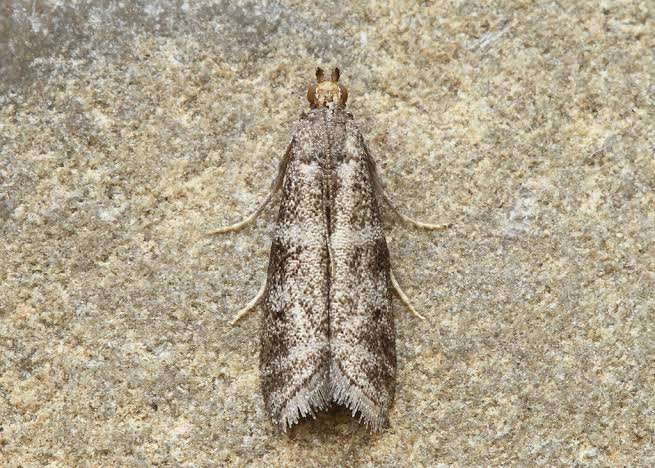 Tropical warehouse moth / Almond moth