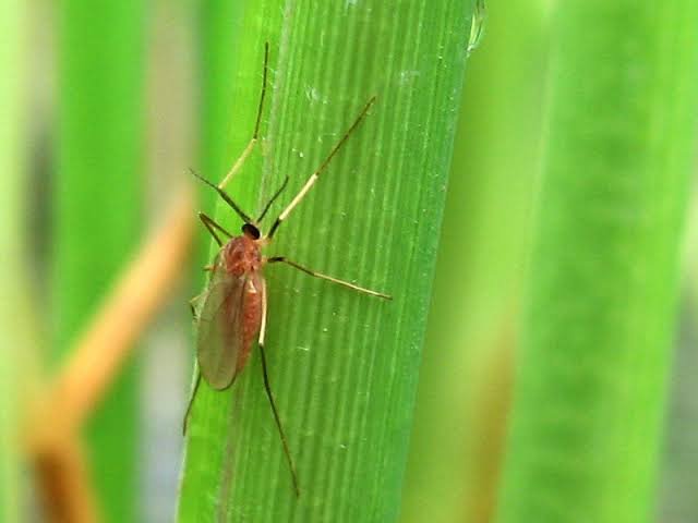 Asian Rice Gall Midge