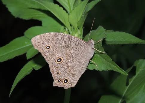 Common evening brown/ rice horned caterpillar/Rice Horned Butterfly