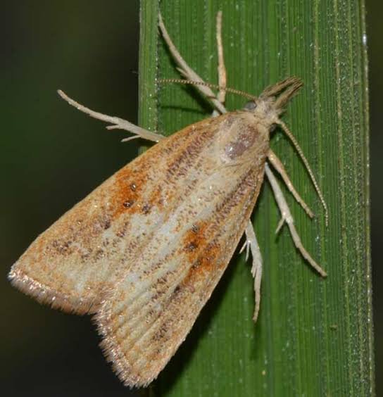 Dark headed stem borer