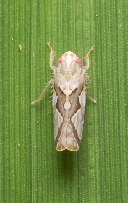 Zigzag leaf hopper