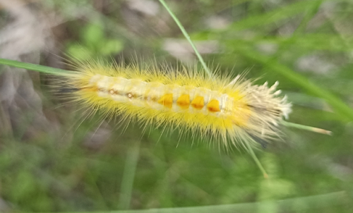 Rice hairy caterpillar