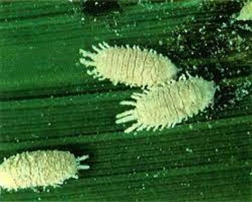 Rice Mealybug