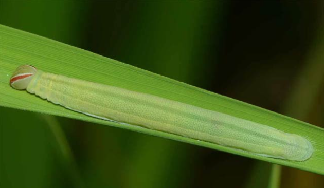 Rice skipper