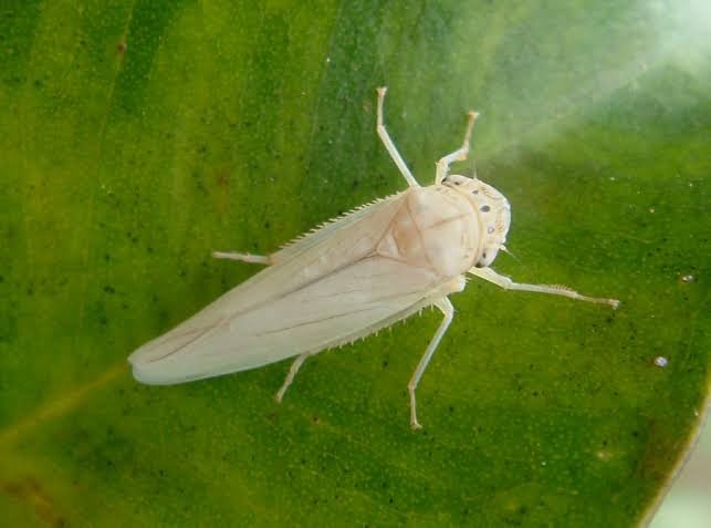 White leaf hopper