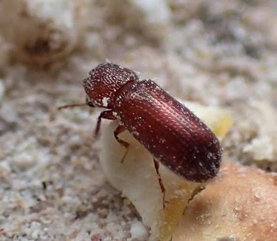 Lesser grain borer