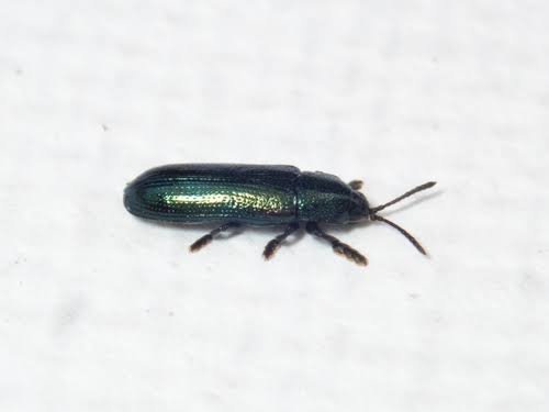 Rice Leaf Beetle / Rice Blue Beetle