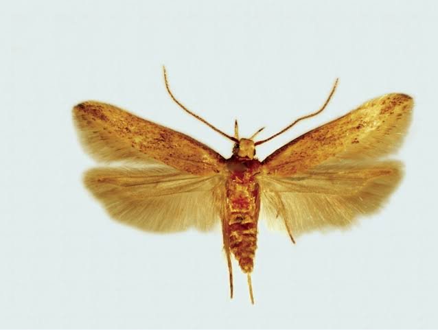 Angoumois grain moth/grain moth, rice grain moth, rice moth