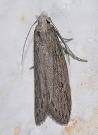 The Rice Meal Moth