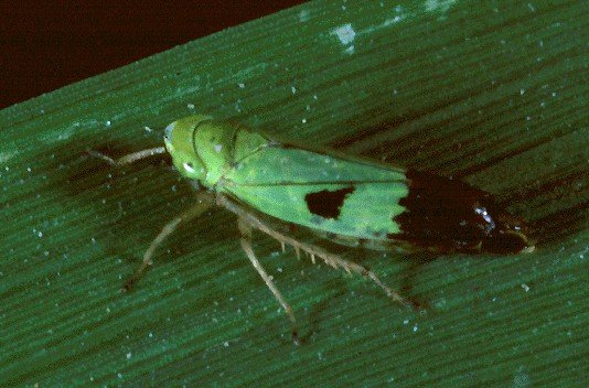 Rice green leafhopper