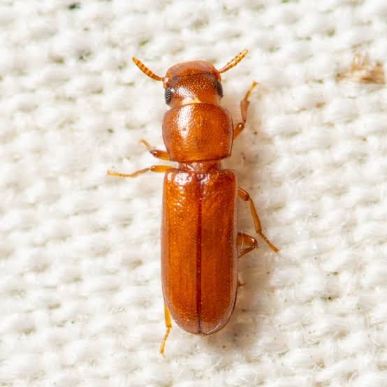 Long headed flour beetle