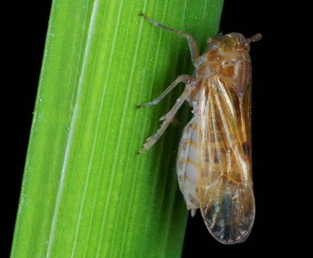 Brown planthopper