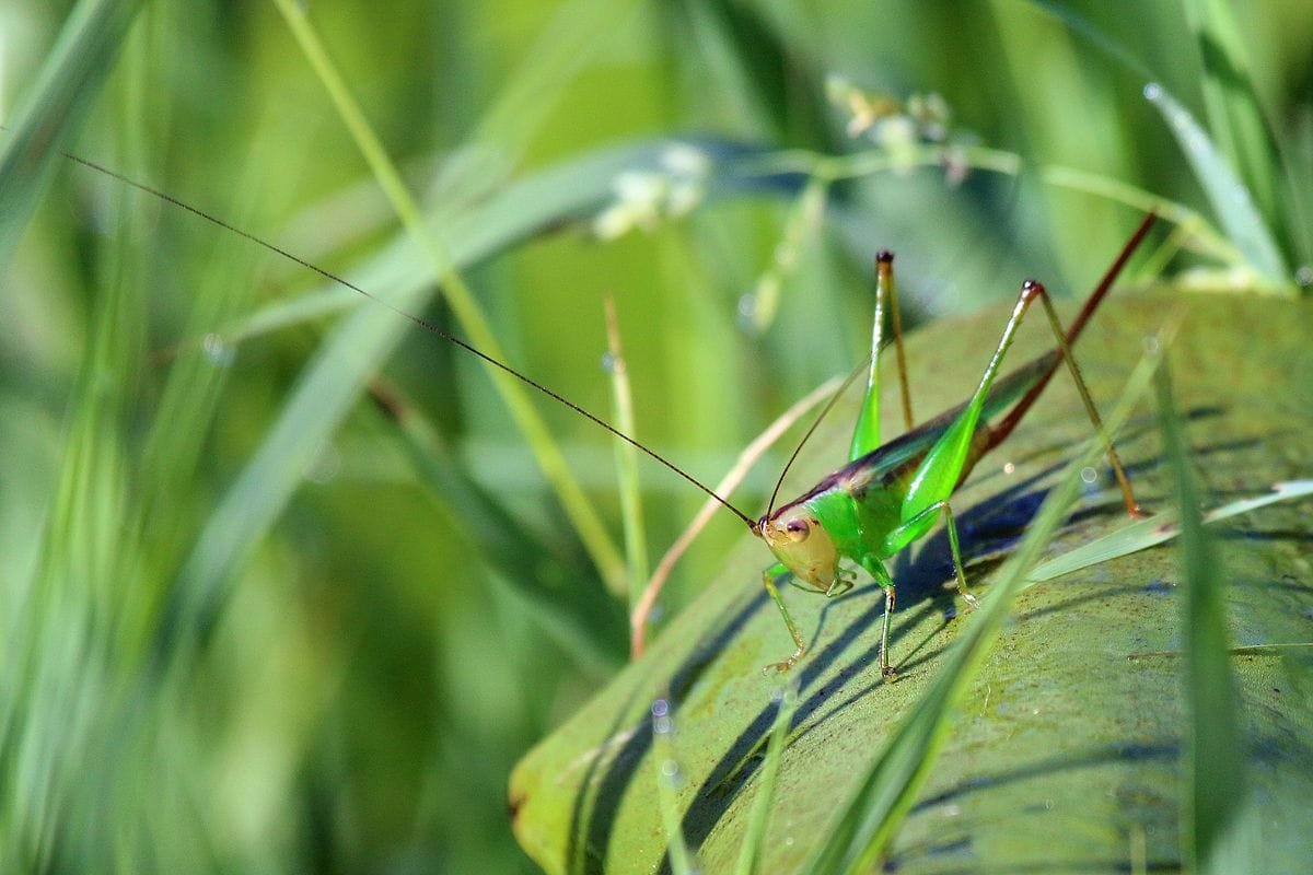 Long horned grasshopper