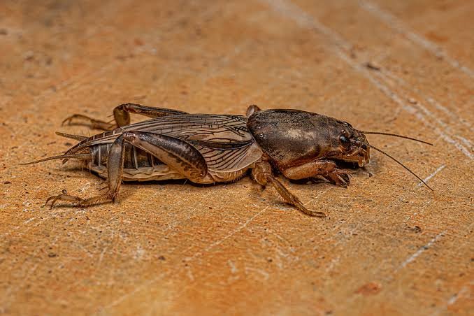 Mole cricket