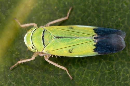 Green leaf grasshopper