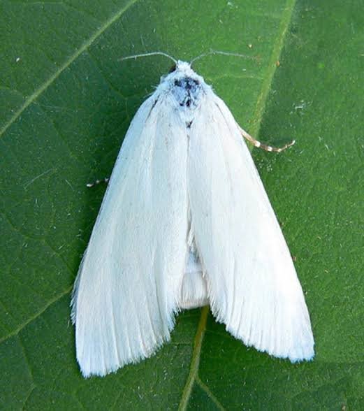 Rice white stem borer