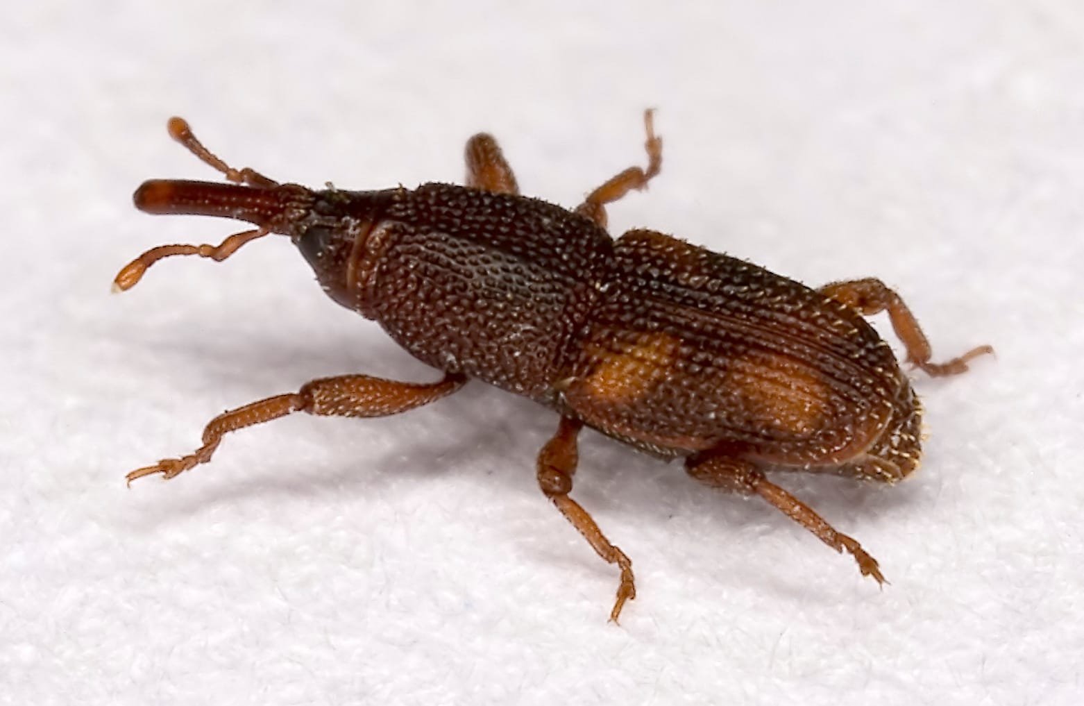 Rice weevil