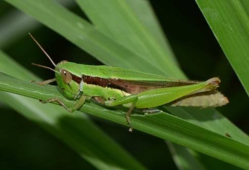 Short horned grasshopper