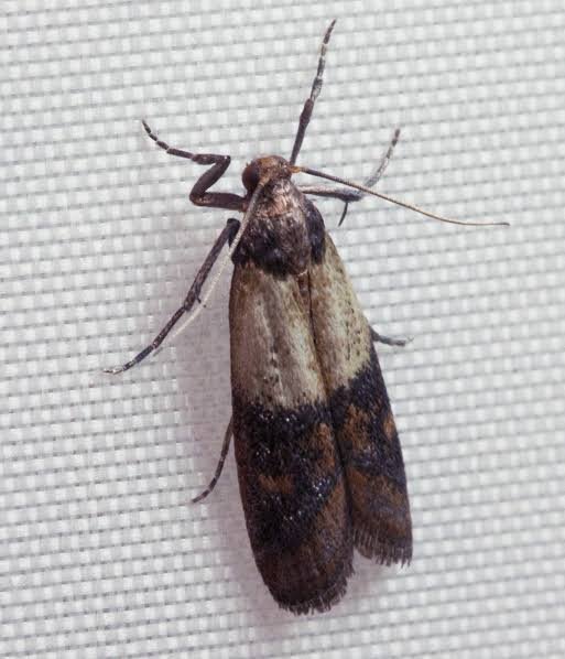 Indian meal moth