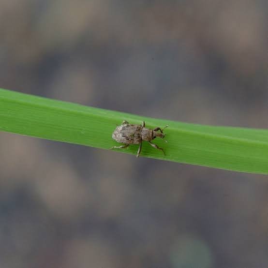 Rice water weevil