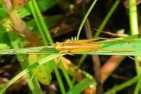 Long horned grasshopper