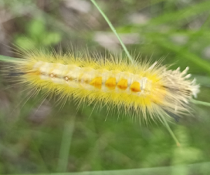 Rice Hairy Caterpillar