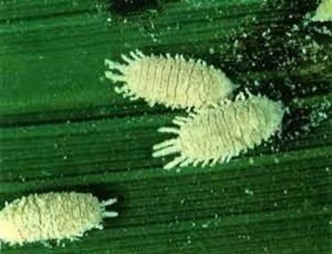 Rice Mealy Bug (Copyright- IRRI Rice Knowledge Bank)