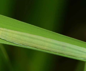 Rice Skipper Copyrigt- IRRI Knowledge bank